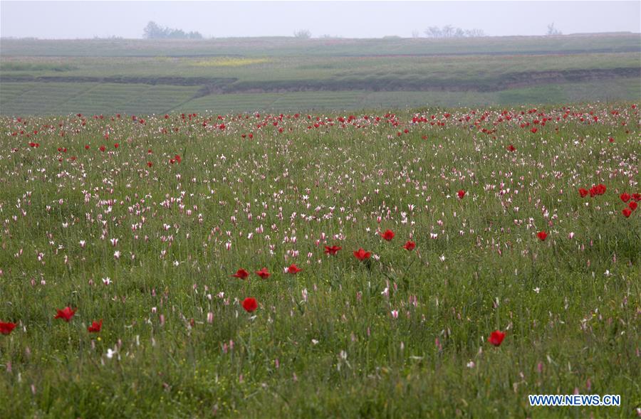 KASHMIR-SRINAGAR-SCENERY-WILD FLOWERS 