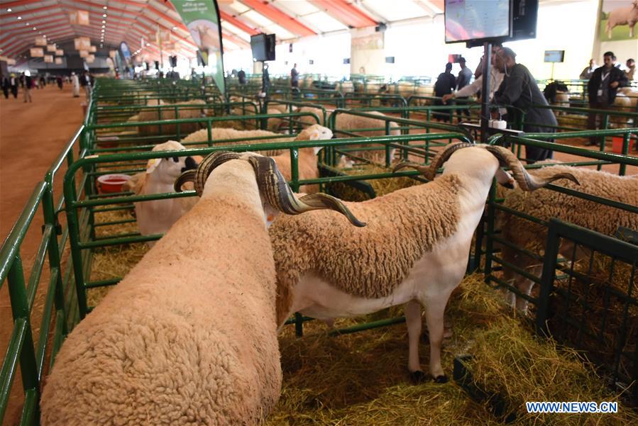 MOROCCO-MEKNES-AGRICULTURE-FAIR