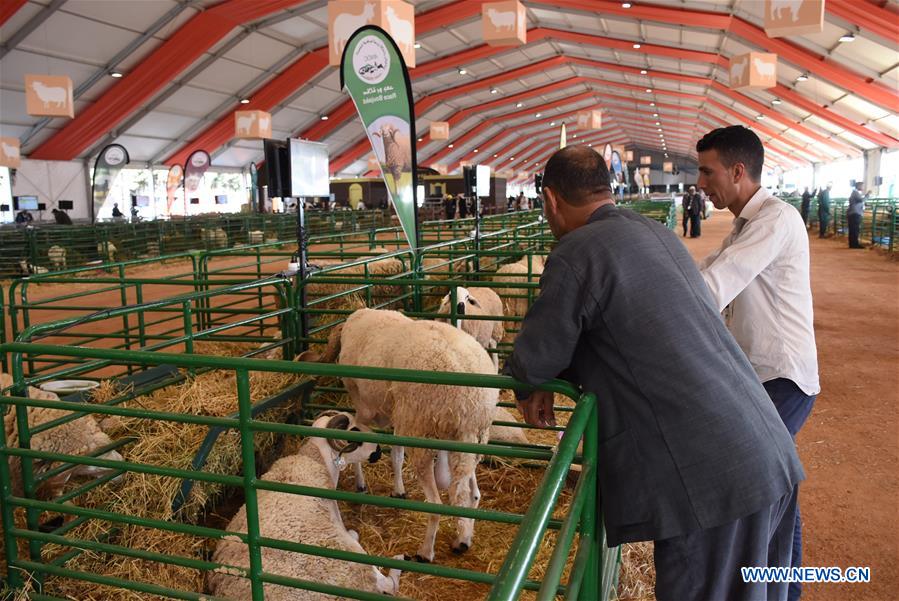 MOROCCO-MEKNES-AGRICULTURE-FAIR