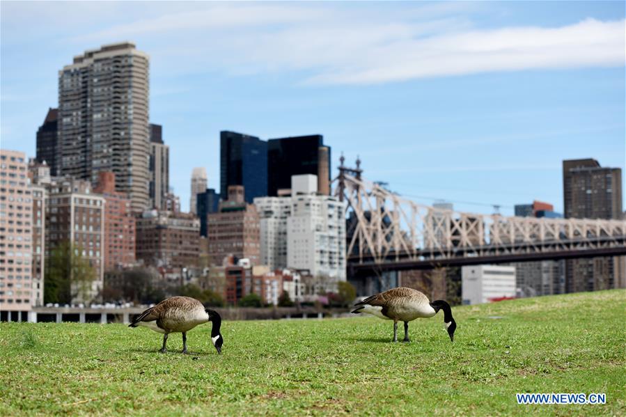  U.S.-NEW YORK-SPRING-SCENERY