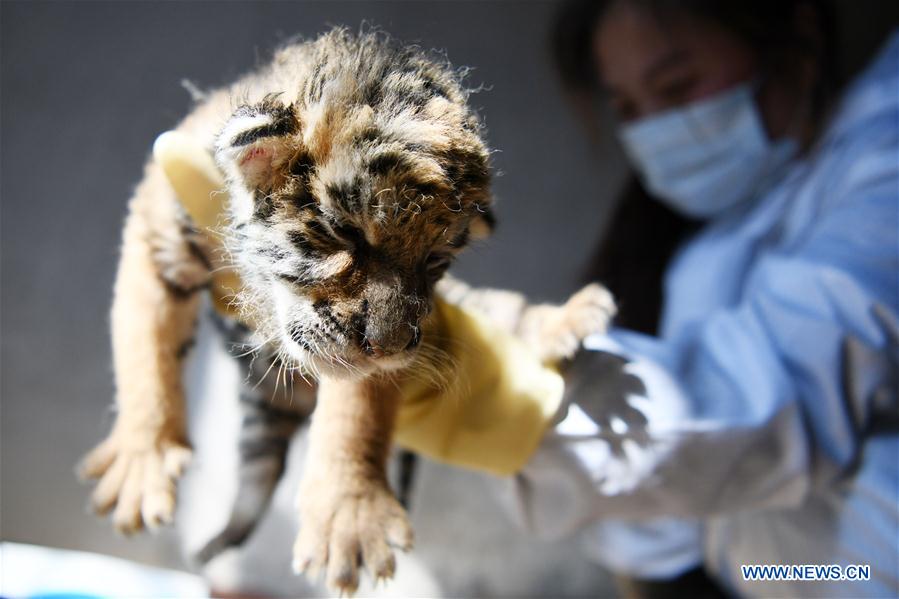 CHINA-HEILONGJIANG-HAILIN-TIGER CUBS (CN)