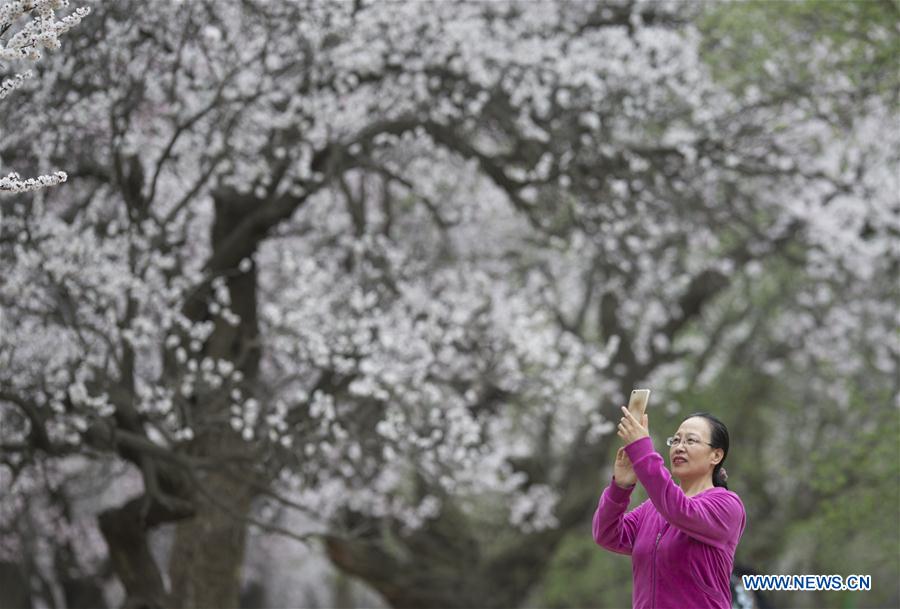 #CHINA-INNER MOGOLIA-APRICOT FLOWER-TOURISM (CN)