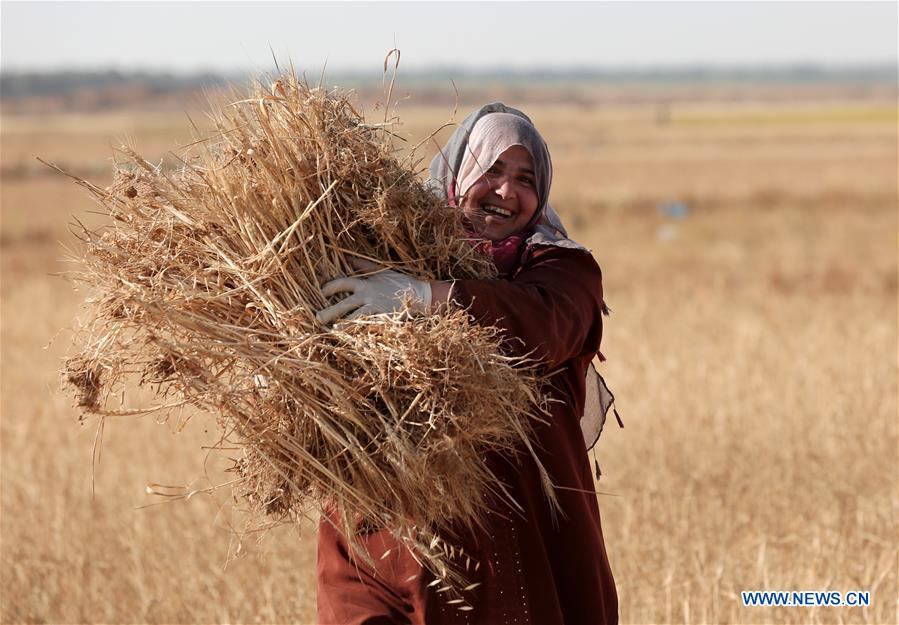 MIDEAST-KHAN YOUNIS-HARVEST-WHEAT