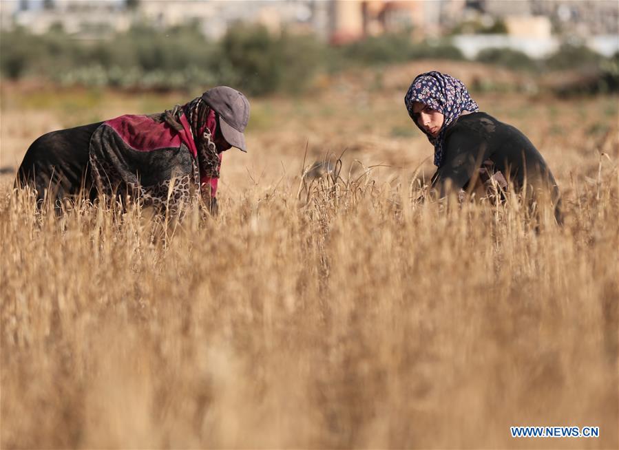 MIDEAST-KHAN YOUNIS-HARVEST-WHEAT