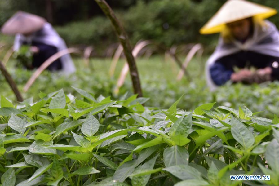 #CHINA-AGRICULTURE-SUMMER-FARM WORK (CN)