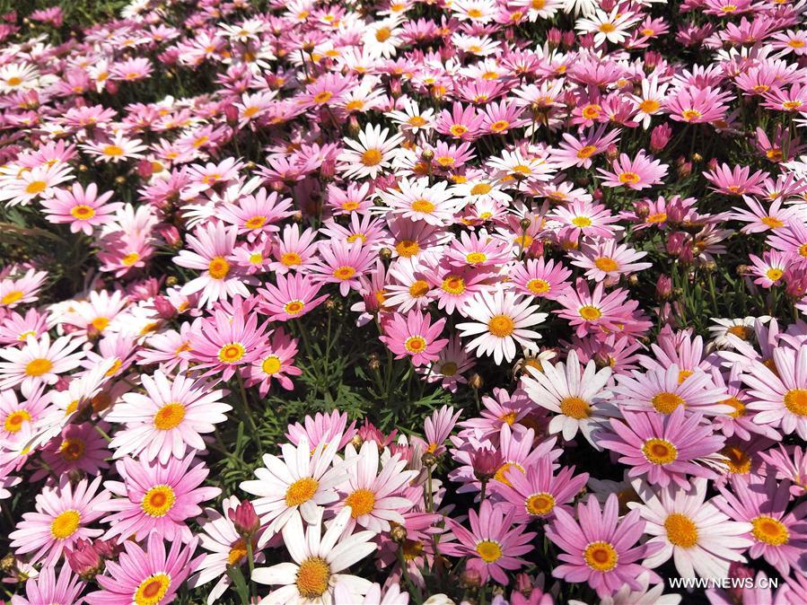 (BeijingCandid)CHINA-BEIJING-HORTICULTURAL EXPO-FLOWERS (CN)