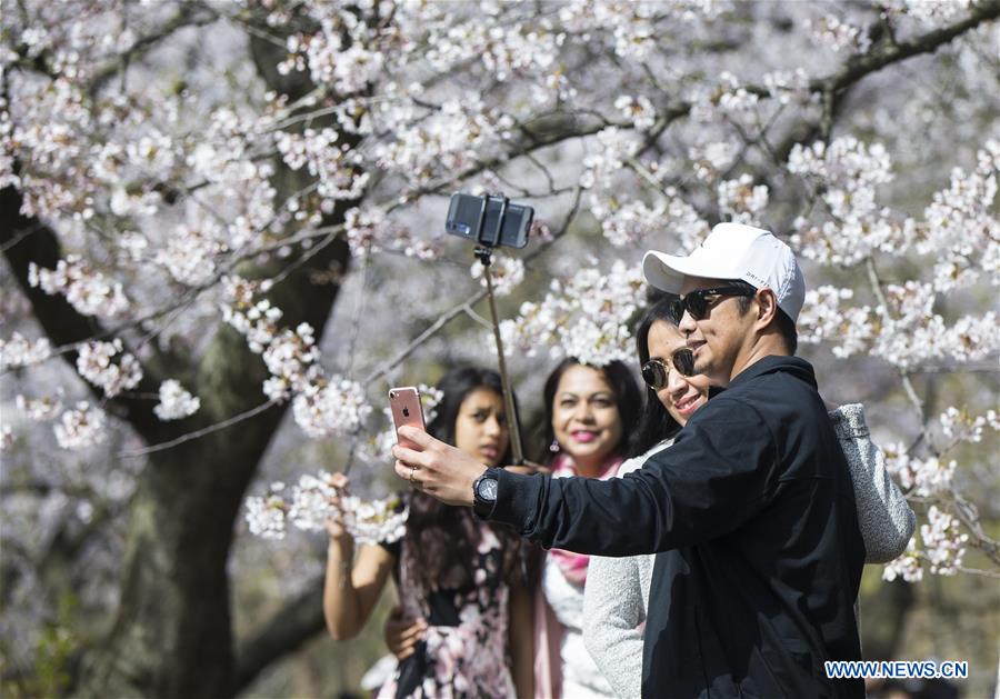 CANADA-TORONTO-CHERRY BLOSSOMS