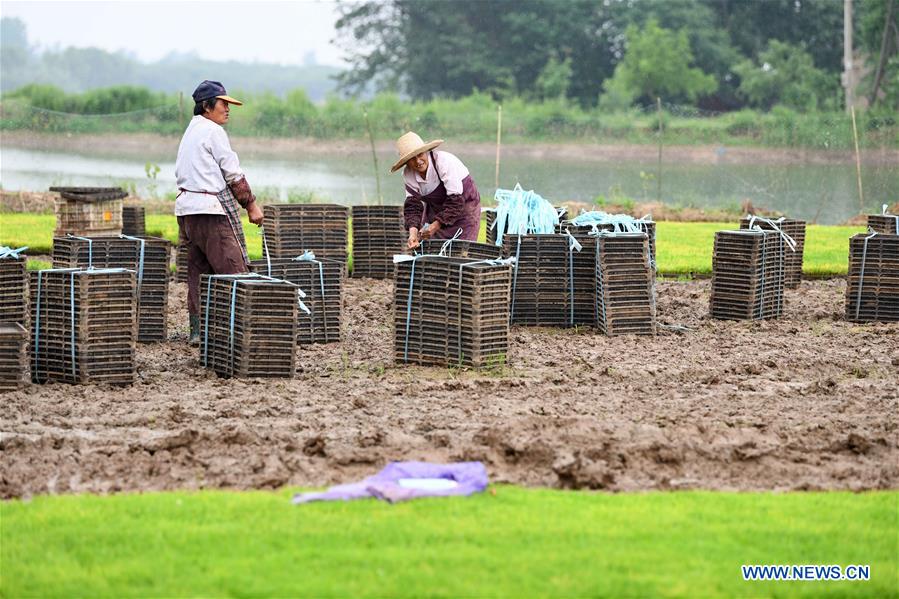 CHINA-ANHUI-QUANJIAO-AGRICULTURE (CN)