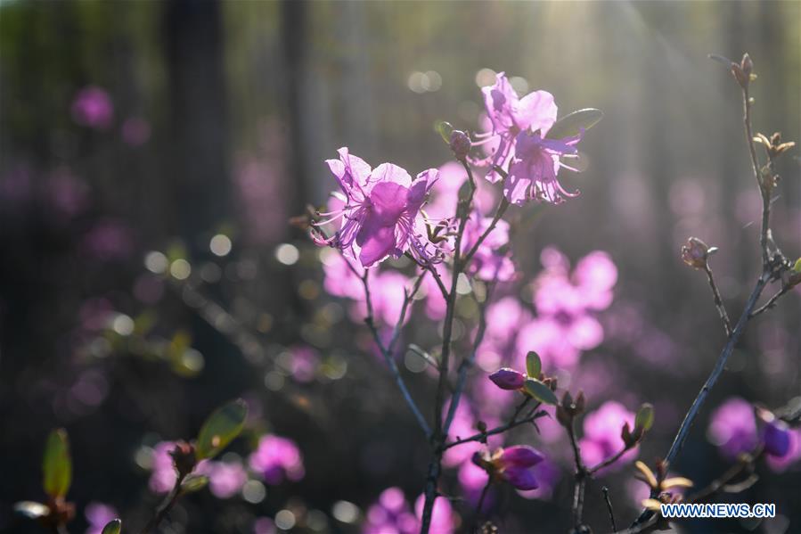 CHINA-INNER MONGOLIA-HULUN BUIR-AZALEA (CN)