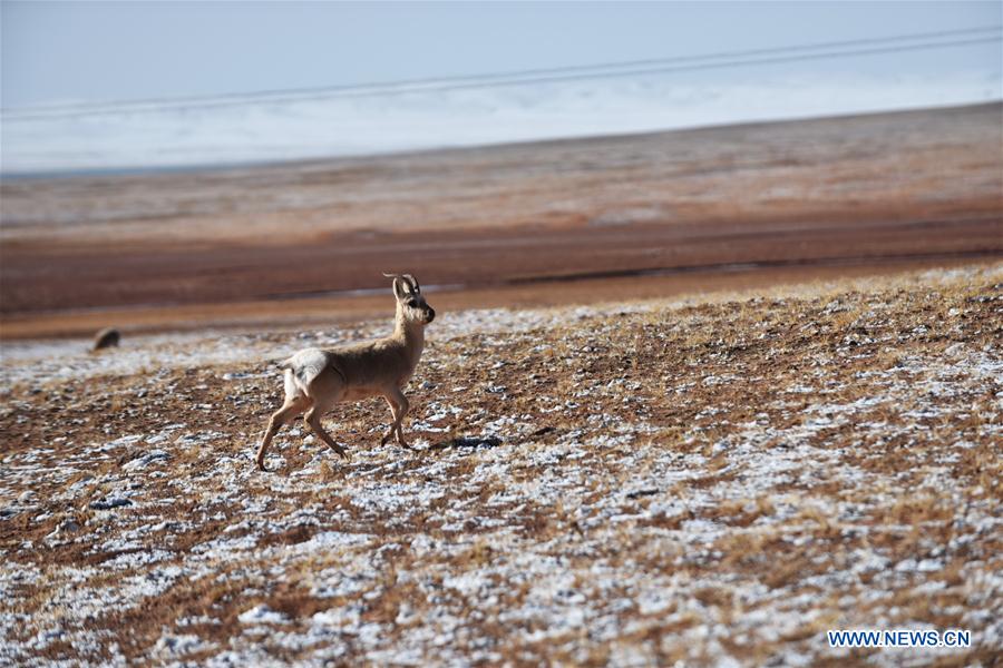 CHINA-TIBET-WILD ANIMALS (CN)