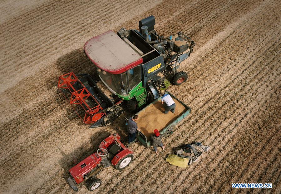 CHINA-HENAN-WHEAT-HARVEST (CN)