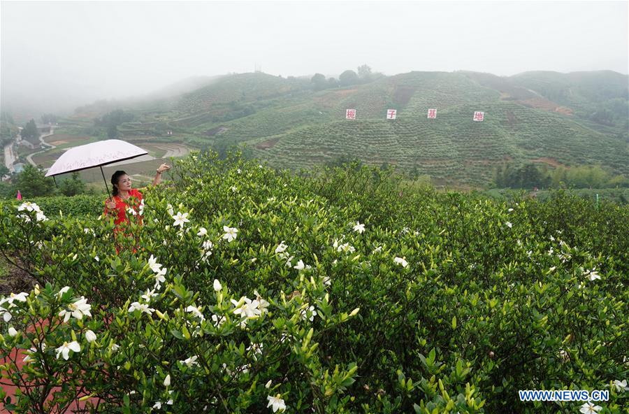 CHINA-FUJIAN-GARDENIA (CN)