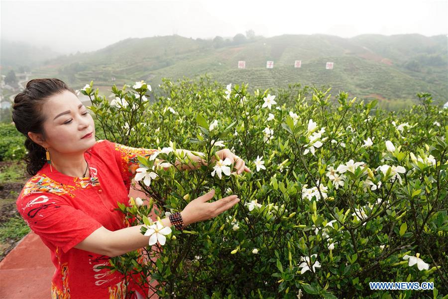 CHINA-FUJIAN-GARDENIA (CN)