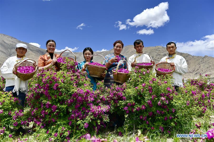 CHINA-TIBET-FLOWER ECONOMY (CN)