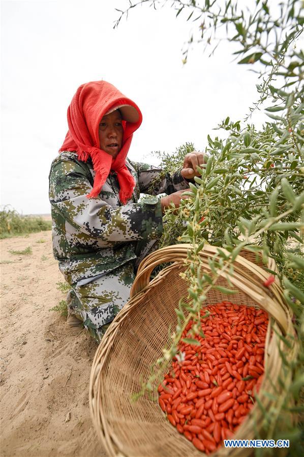 #CHINA-NINGXIA-WUZHONG-WOLFBERRY-HARVEST (CN)