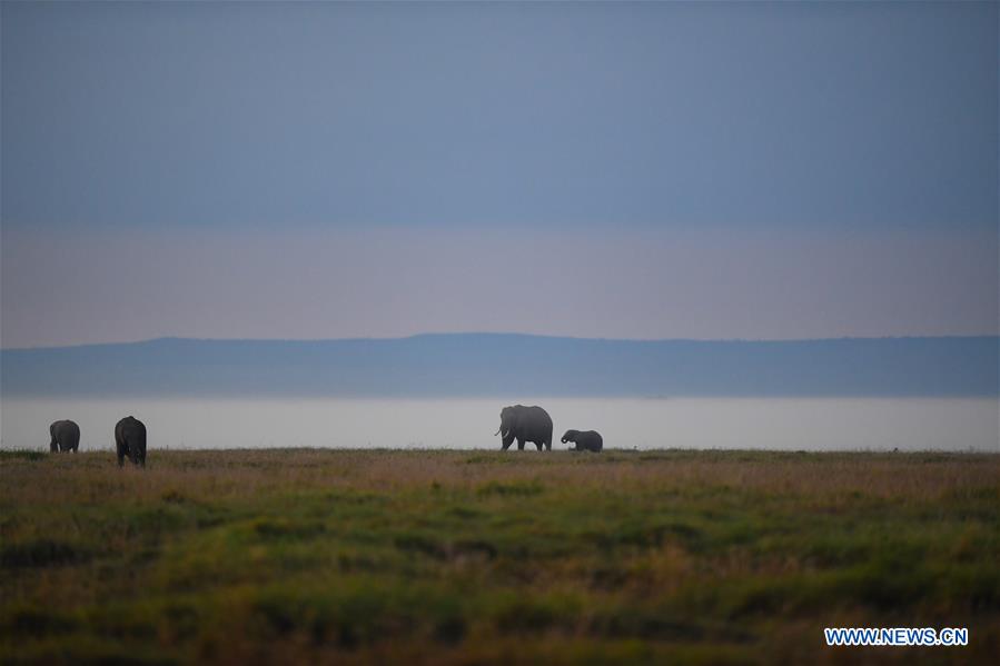 KENYA-AMBOSELI NATIONAL PARK-ANIMAL