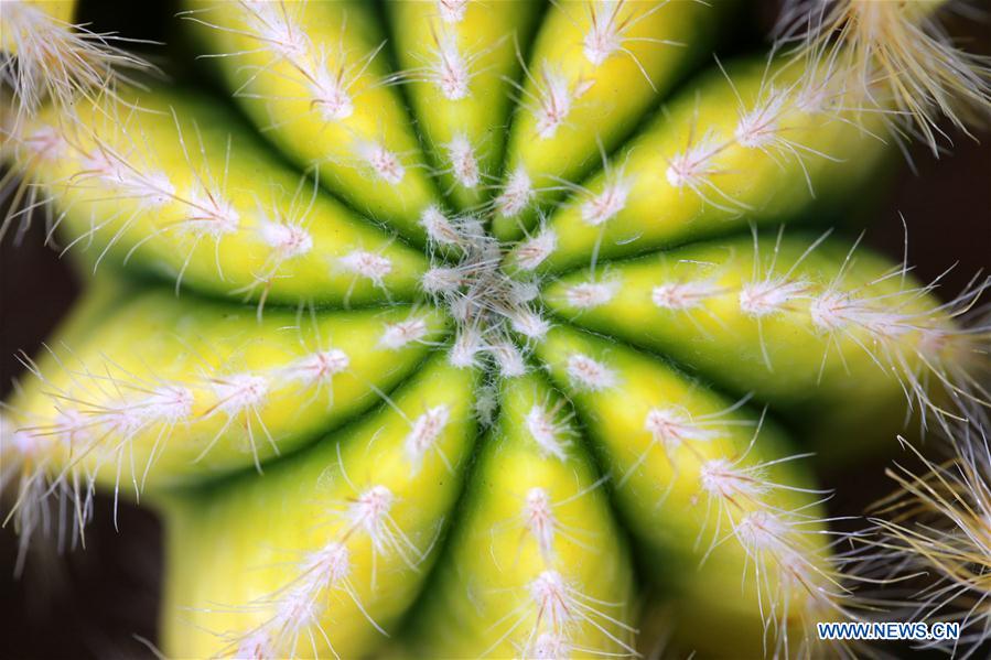 #CHINA-JIANGSU-NANTONG-GREEN EXPO GARDEN-FLOWER(CN)