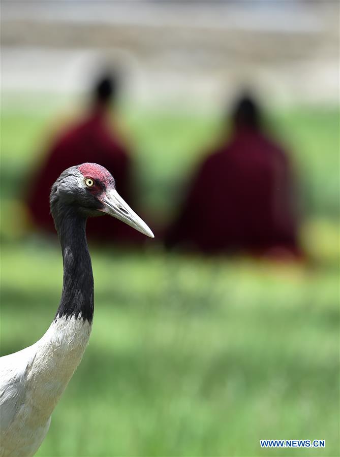 CHINA-XIGAZE-TASHILUNPO MONASTERY-MIGRATORY BIRDS (CN)