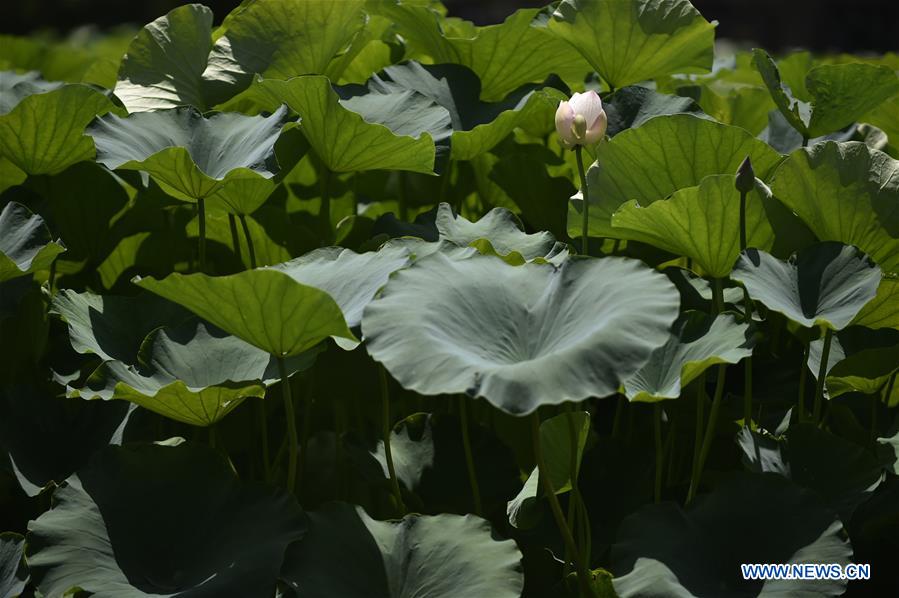 CHINA-HEBEI-XIANGHE-LOTUS FLOWERS (CN)