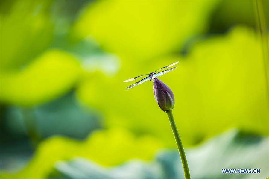 #CHINA-SUMMER-LOTUS (CN)