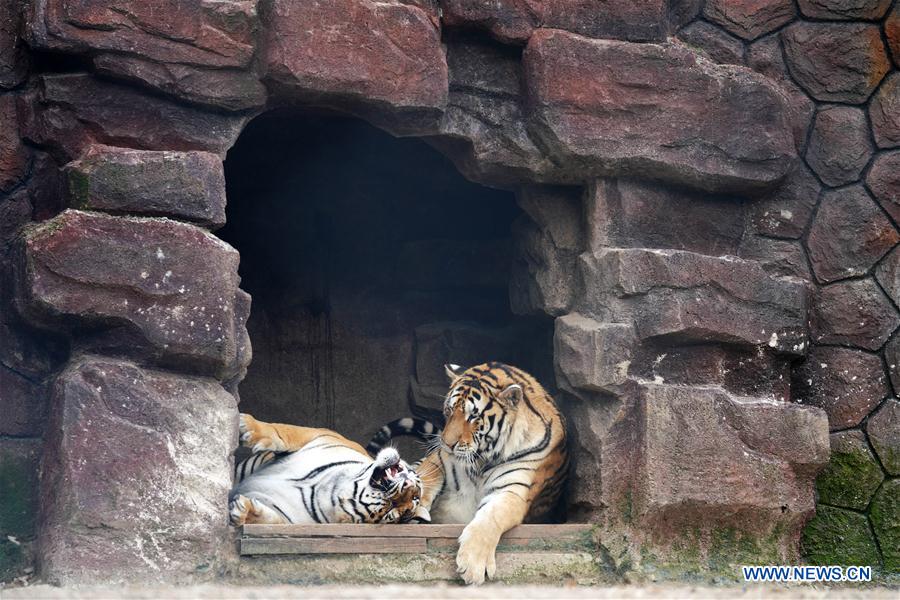 CHINA-HEILONGJIANG-SUMMER-SIBERIAN TIGERS (CN)