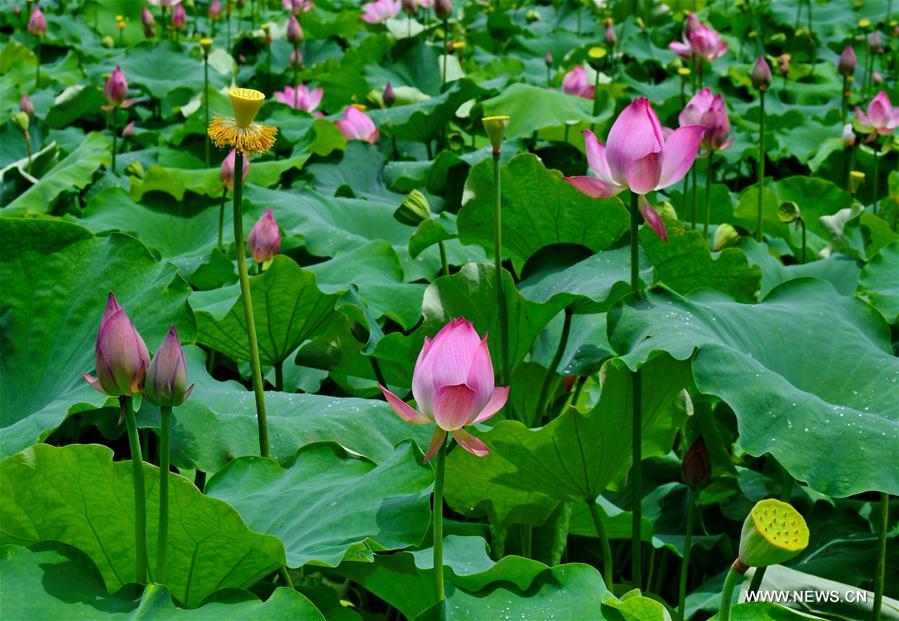 CHINA-FUJIAN-WUYISHAN-LOTUS FLOWERS (CN)