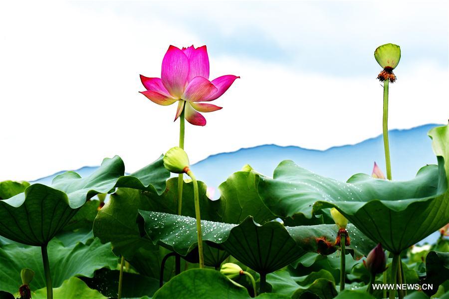 CHINA-FUJIAN-WUYISHAN-LOTUS FLOWERS (CN)