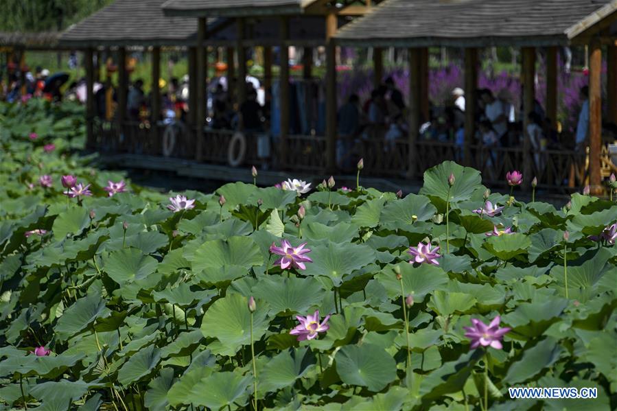 CHINA-YINCHUAN-LOTUS-BLOSSOM(CN)