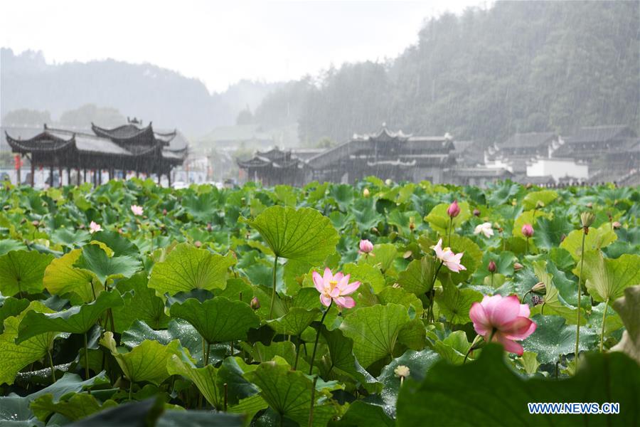 CHINA-GUIZHOU-LOTUS-TOURISM (CN)