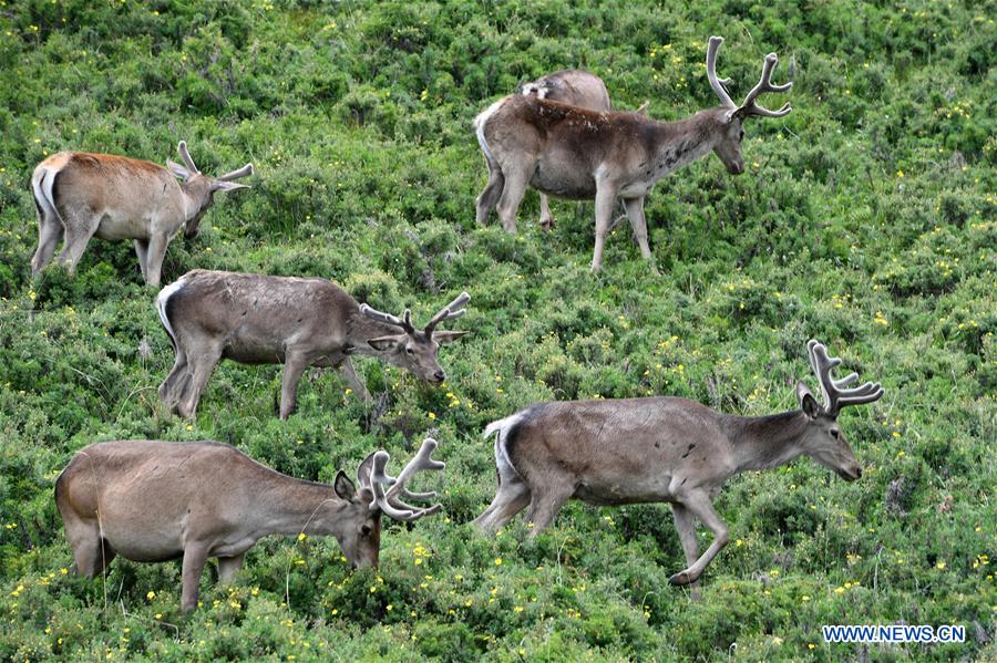 CHINA-GANSU-ZHANGYE-RED DEER (CN)