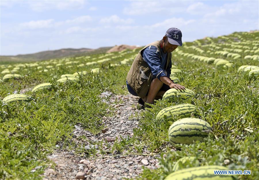 CHINA-NINGXIA-HANJIAOSHUI-AGRICULTURE(CN)