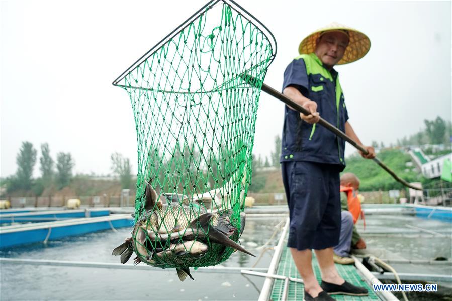 CHINA-HEBEI-QIAN'AN-FISHPOND-TRANSFORMATION (CN)