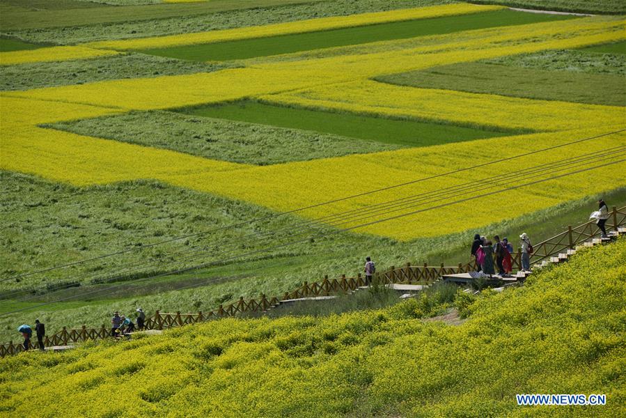 CHINA-QINGHAI-MENYUAN-COLE FLOWER FIELDS (CN)