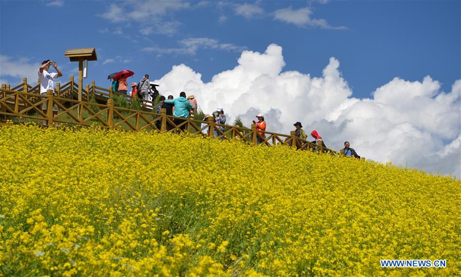 CHINA-QINGHAI-MENYUAN-COLE FLOWER FIELDS (CN)