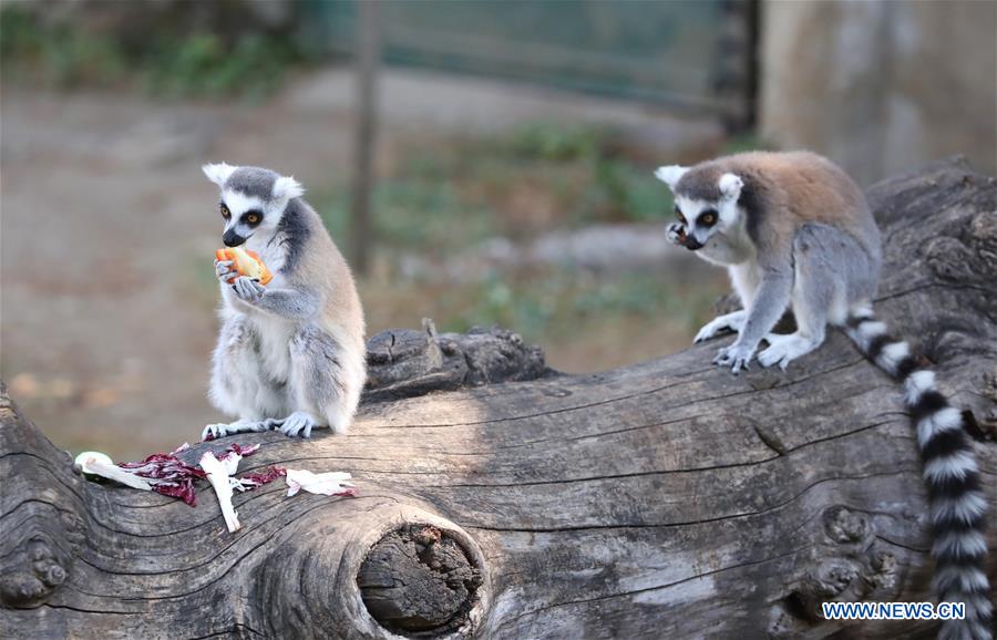 ITALY-ROME-ZOO-ANIMALS-HEAT