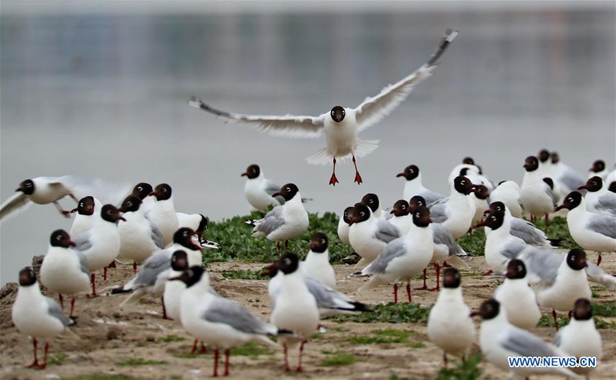 CHINA-HEBEI-RELIC GULLS (CN)