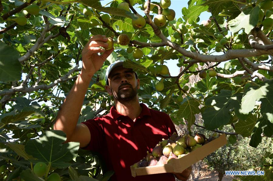 MIDEAST-GAZA-FIGS-HARVEST