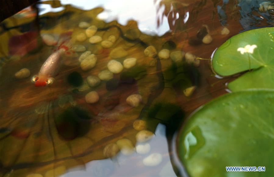 CHINA-BEIJING-PALACE MUSEUM-GOLDFISH-EXHIBITION (CN)