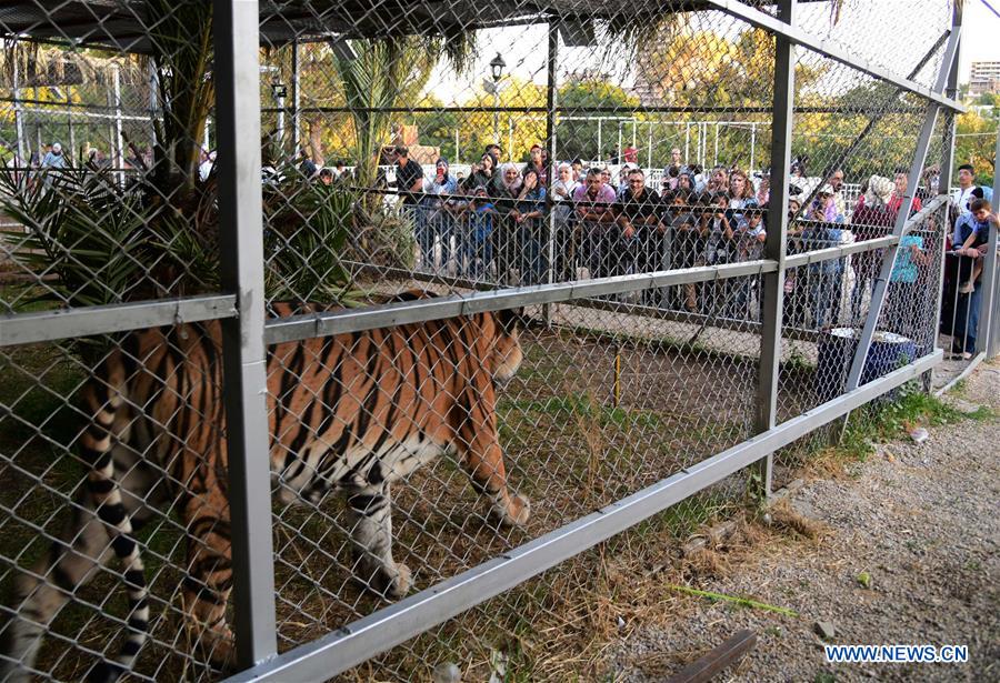 SYRIA-DAMASCUS-TIGER-LION