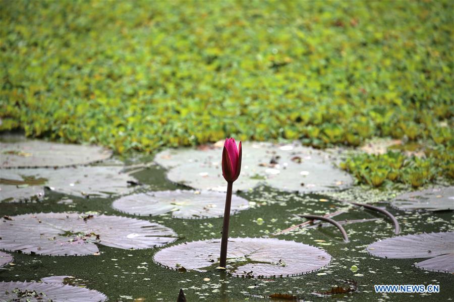 MYANMAR-YANGON-LOTUS FLOWER