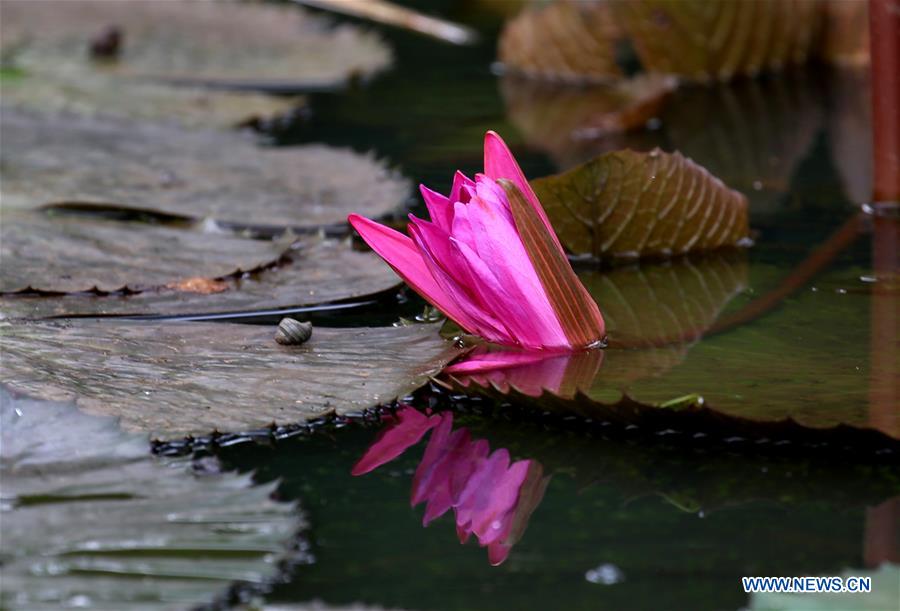 MYANMAR-YANGON-LOTUS FLOWER