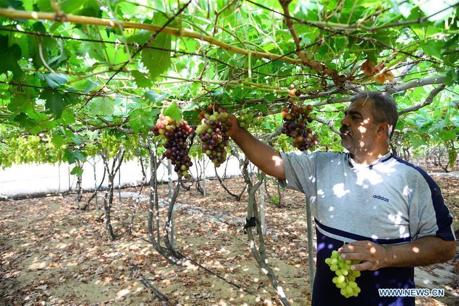 MIDEAST-GAZA-GRAPES-HARVEST