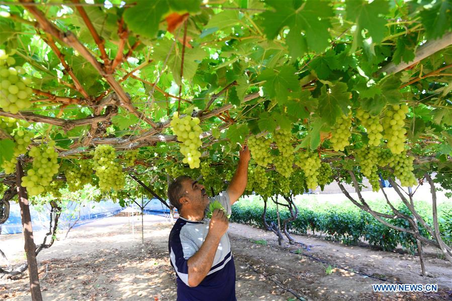 MIDEAST-GAZA-GRAPES-HARVEST