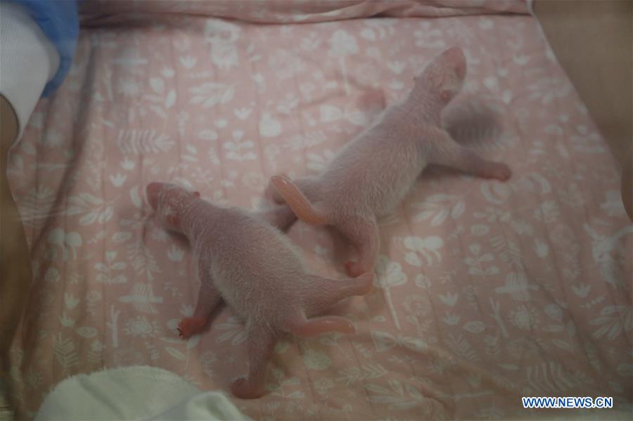 BELGIUM-BRUGELETTE-PANDA CUBS-BIRTH