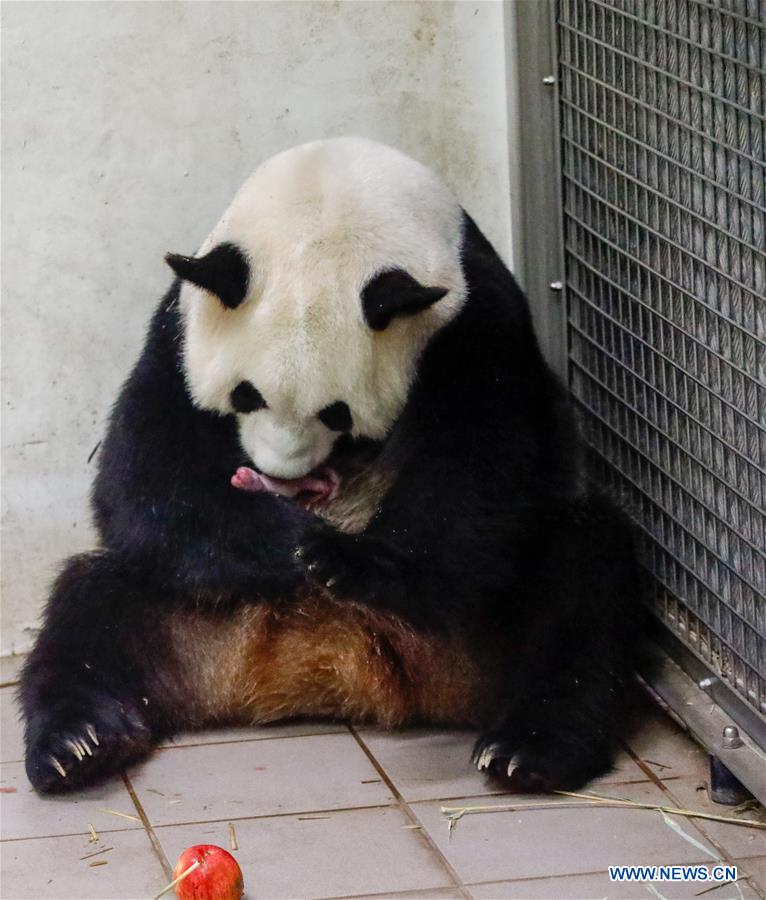 BELGIUM-BRUGELETTE-PANDA CUBS-BIRTH