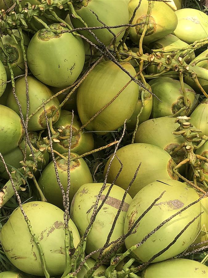 PHILIPPINES-COCONUTS-CHINA-EXPORT