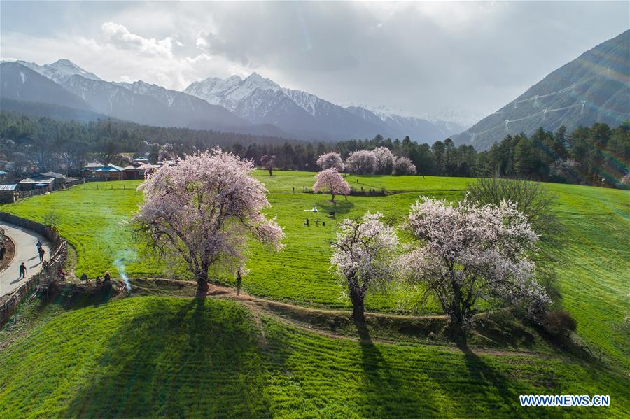 (EcoChina)CHINA-HORTICULTURAL EXPO-TIBET (CN)