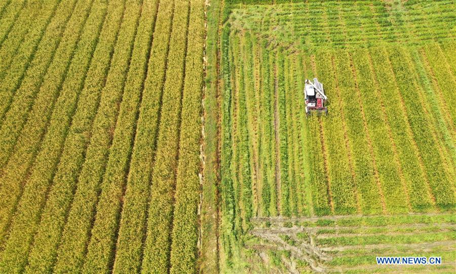 CHINA-GUIZHOU-CENGONG-HYBRID RICE SEED PRODUCTION (CN)