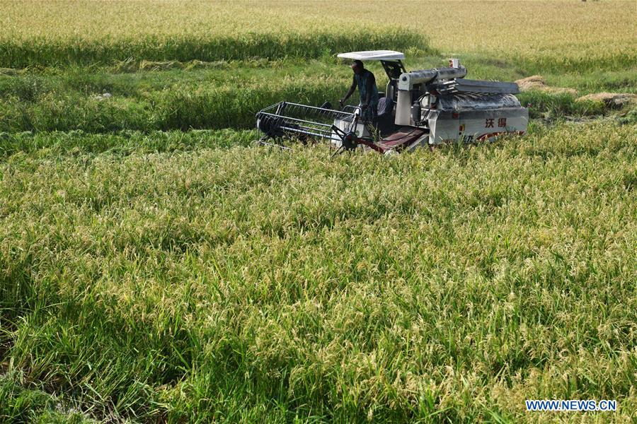 CHINA-GUIZHOU-CENGONG-HYBRID RICE SEED PRODUCTION (CN)