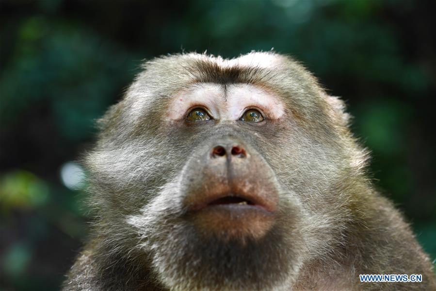 CHINA-FUJIAN-WUYISHAN-NATIONAL PARK-CREATURES (CN)